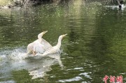 五夫白莲吉林：罕见白鸬鹚连续两年“故地重游”