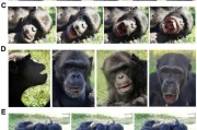 五夫白莲国际最新研究：机器人“打哈欠” 黑猩猩被传染